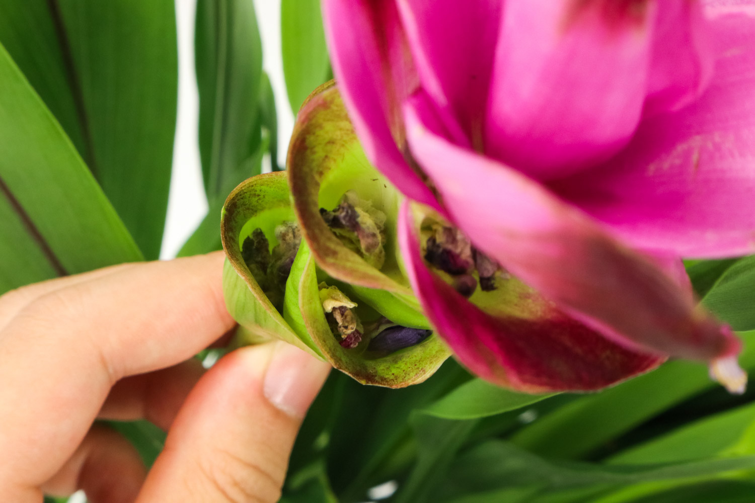 姜荷花的养殖办法和留意事项