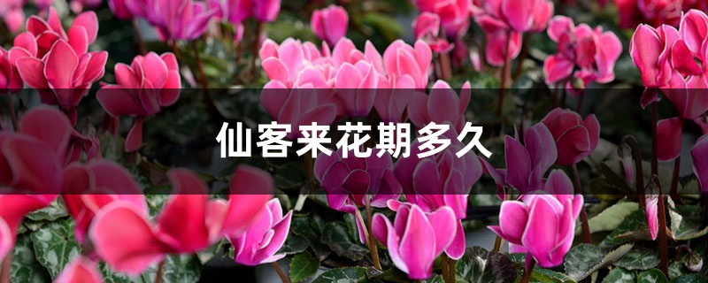 仙客来花期多久，开花期如何养