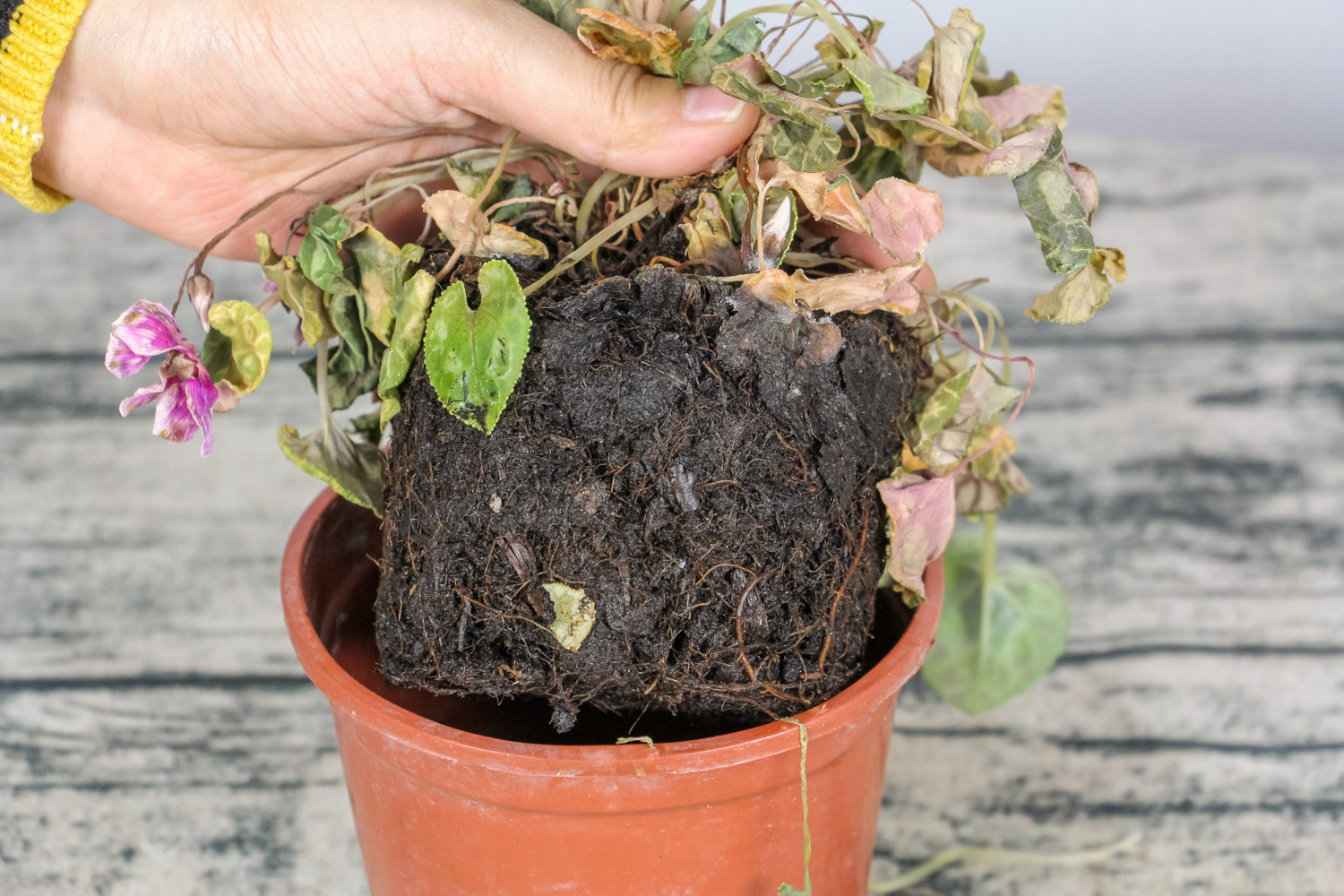 仙客来花期多久，开花期如何养