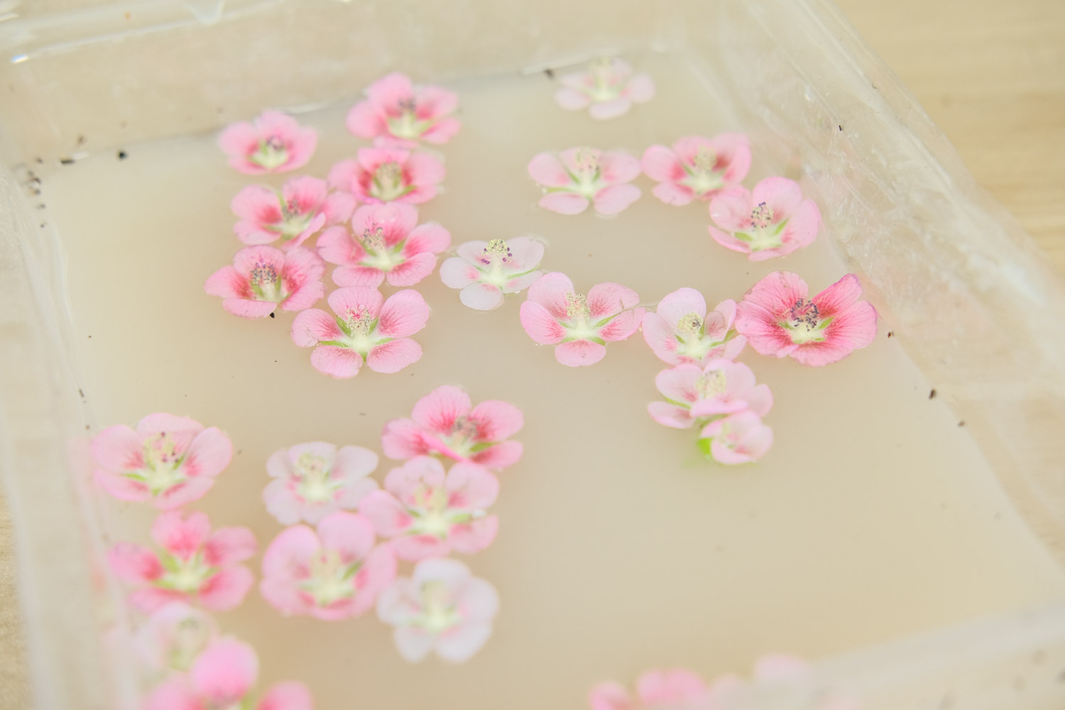 小木槿的养殖办法和留意事项