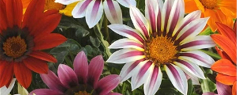 勋章菊的养殖办法和留意事项