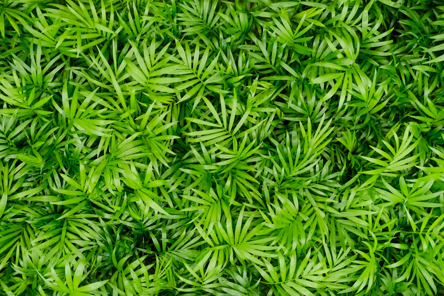 袖珍椰子如何养，多久浇一次水