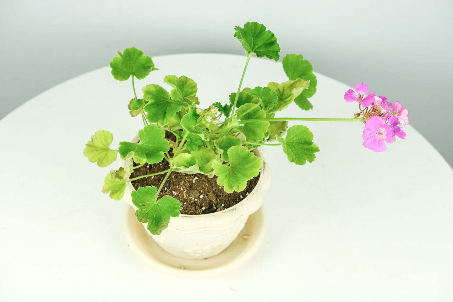 天竺葵 天竺葵的养殖办法及留意事项