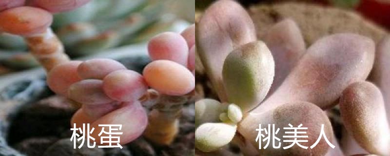 桃蛋和桃美人的区别，如何养能出状态