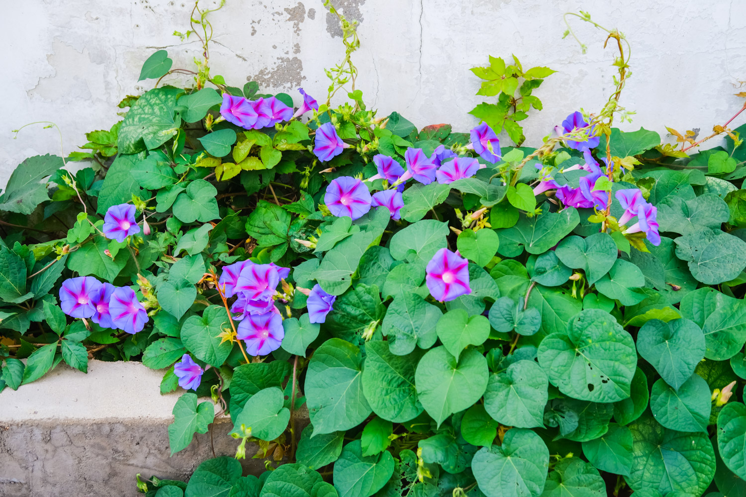 牵牛花靠什么传播种子