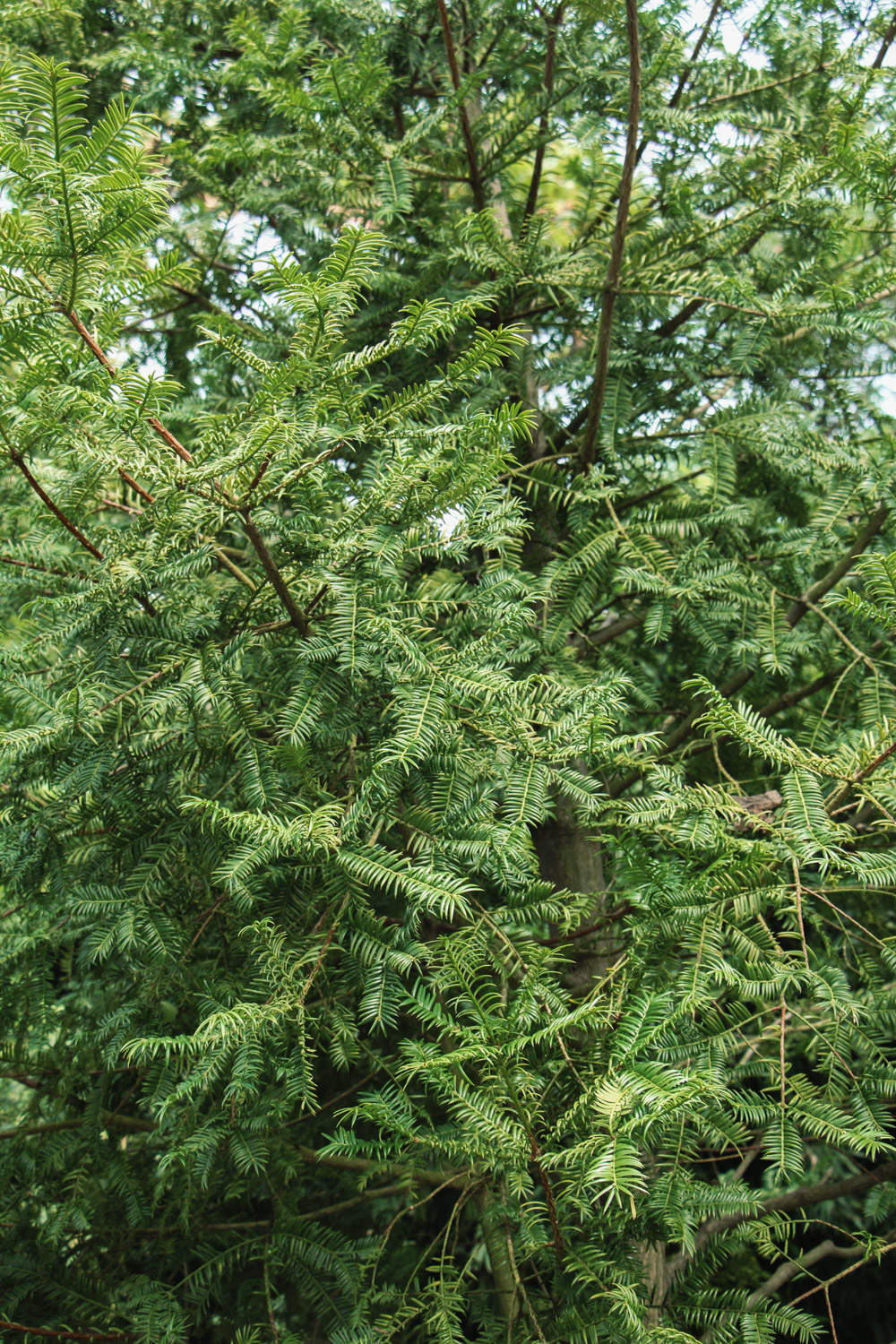 红豆杉如何分公母，哪个更好