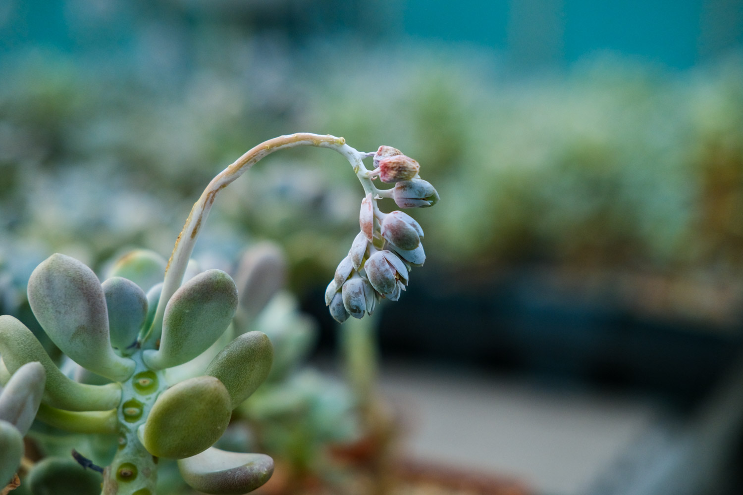 红稚莲多肉植物如何养，如何养出老桩