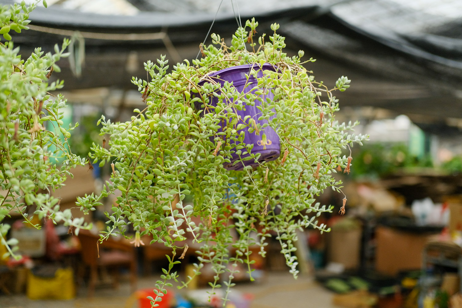 红稚莲多肉植物如何养，如何养出老桩