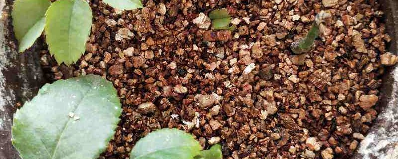 蛭石的作用，如何配土