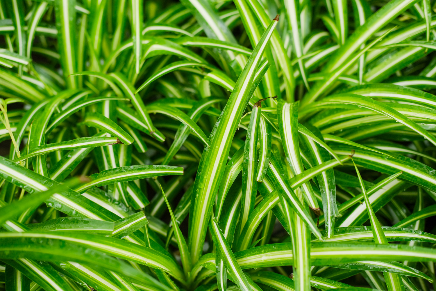 口红吊兰的养殖办法和留意事项