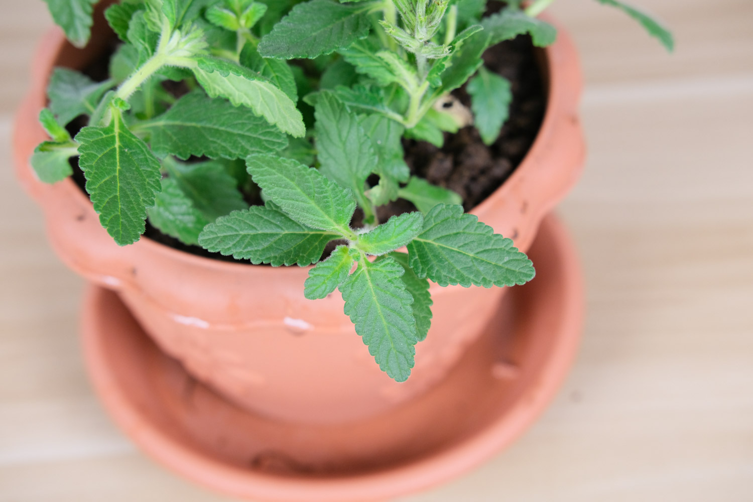 美女樱的养殖办法和留意事项