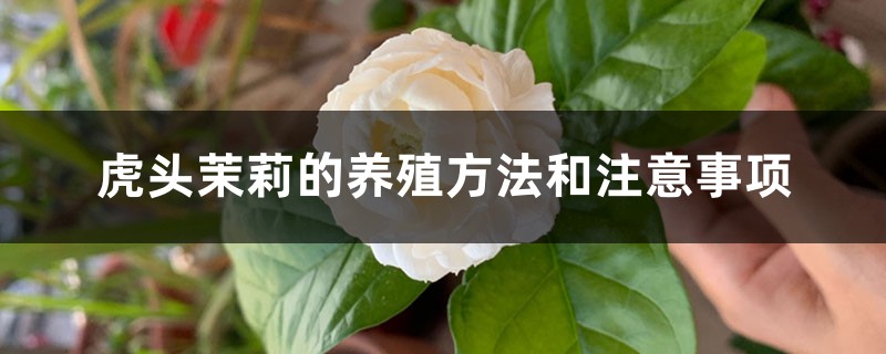 虎头茉莉的养殖办法和留意事项