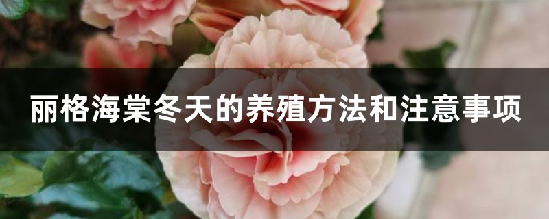 丽格海棠冬季的养殖办法和留意事项