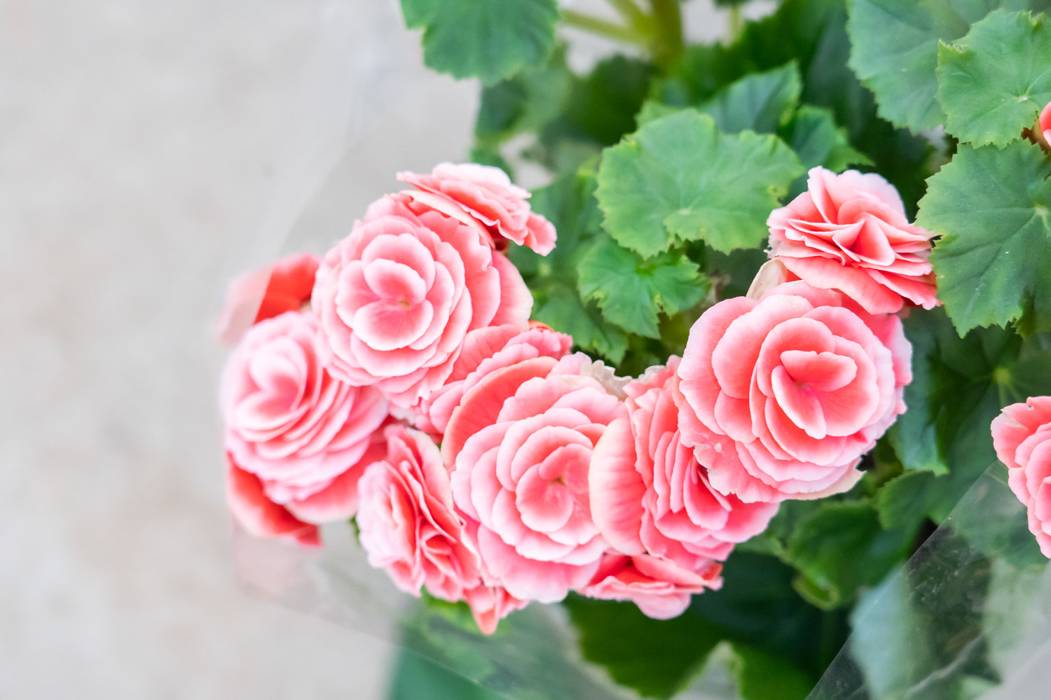 丽格海棠冬季的养殖办法和留意事项