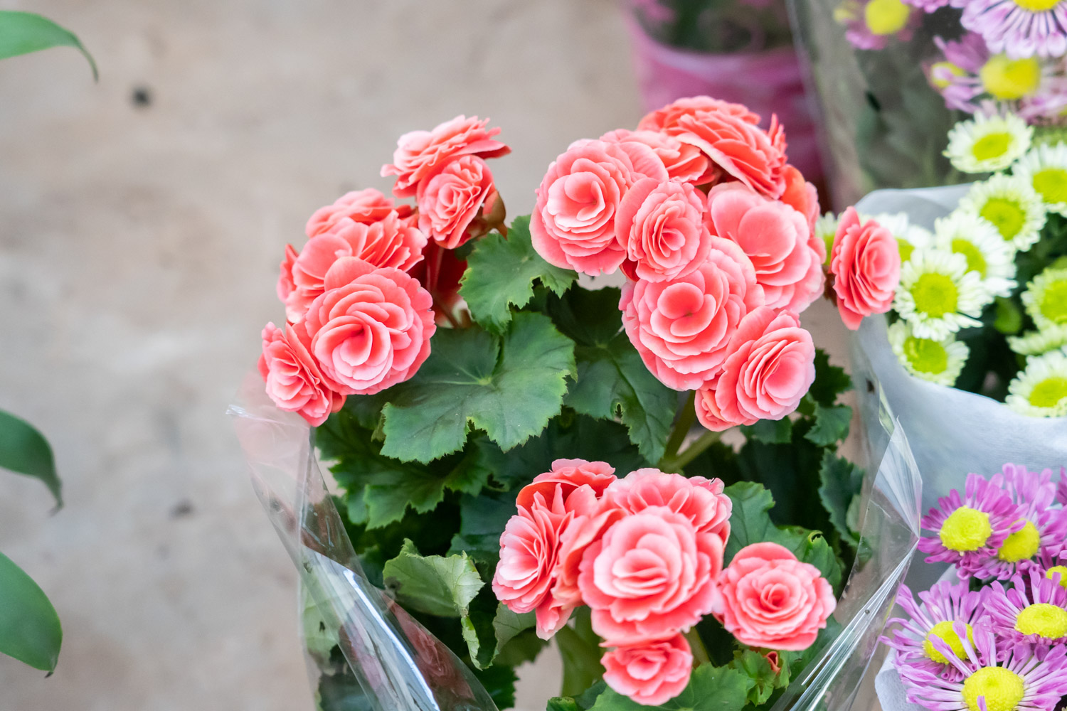 丽格海棠冬季的养殖办法和留意事项