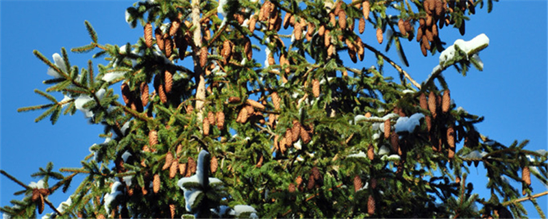 松树的特点是什么，如何种植