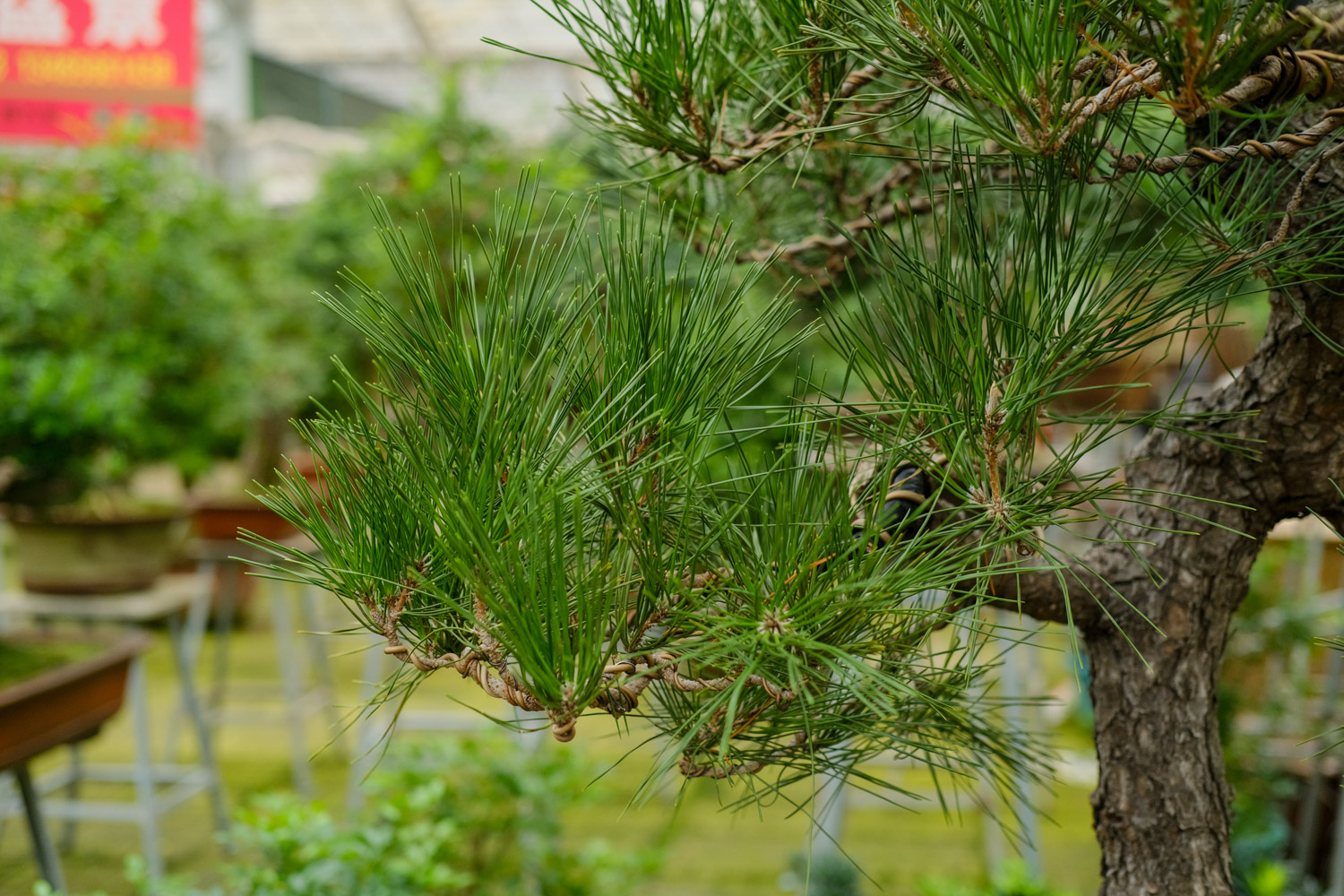 松树 松树的特点是什么,如何种植