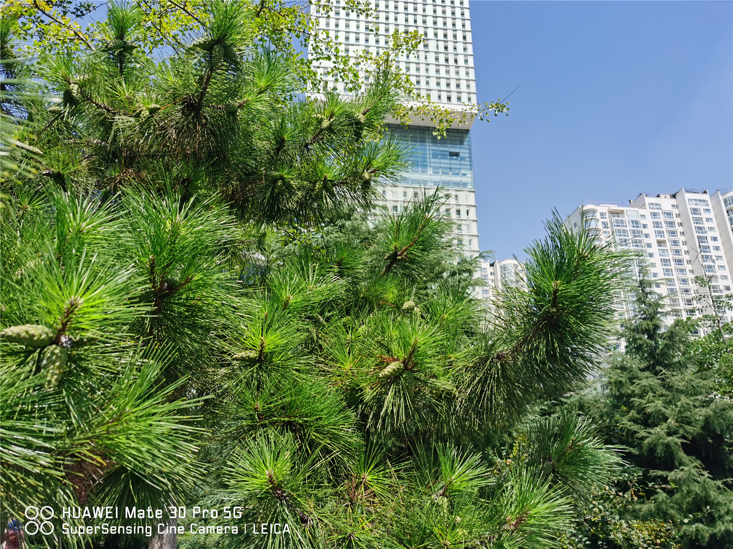 松树 松树的特点是什么,如何种植