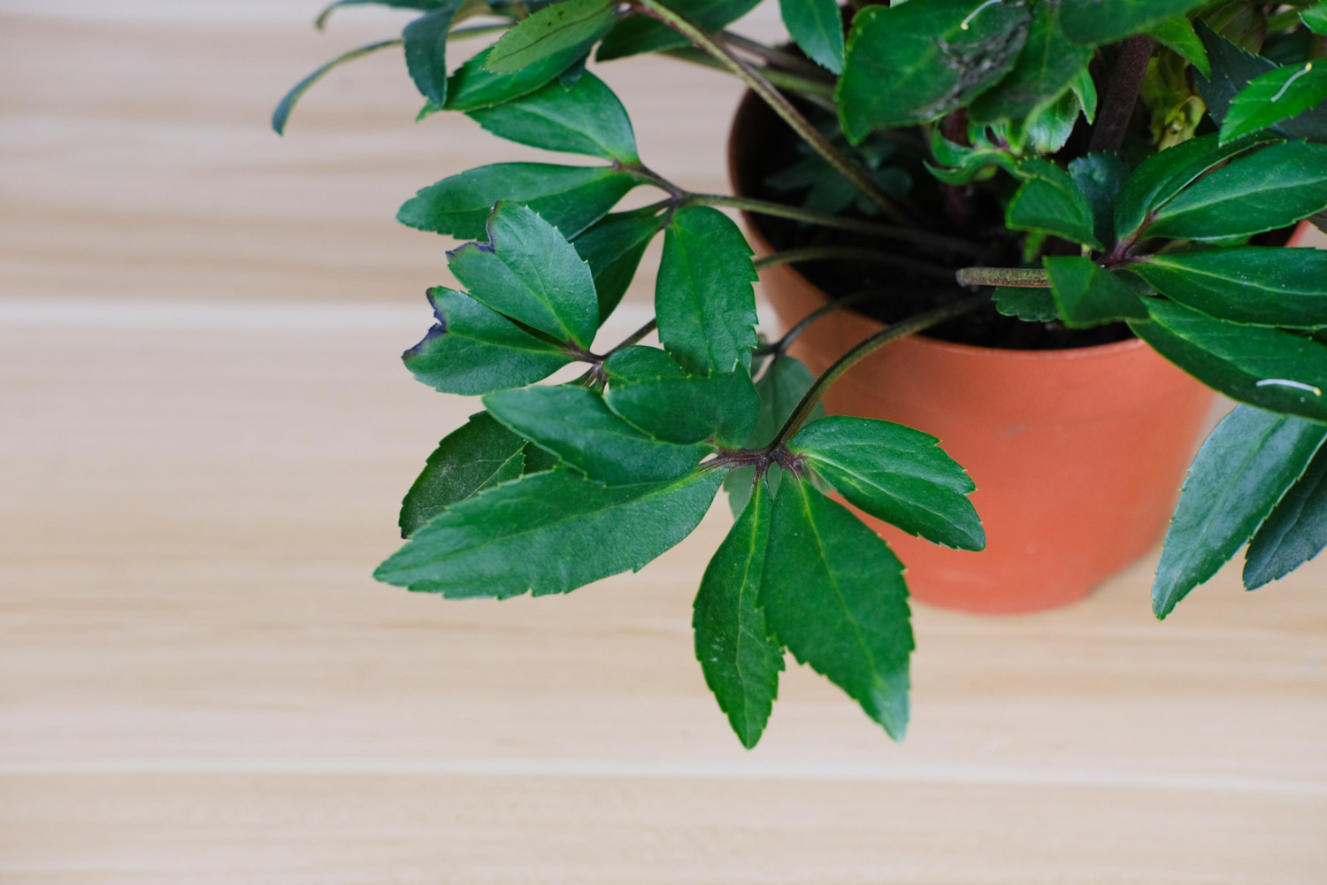 铁筷子的养殖办法和留意事项