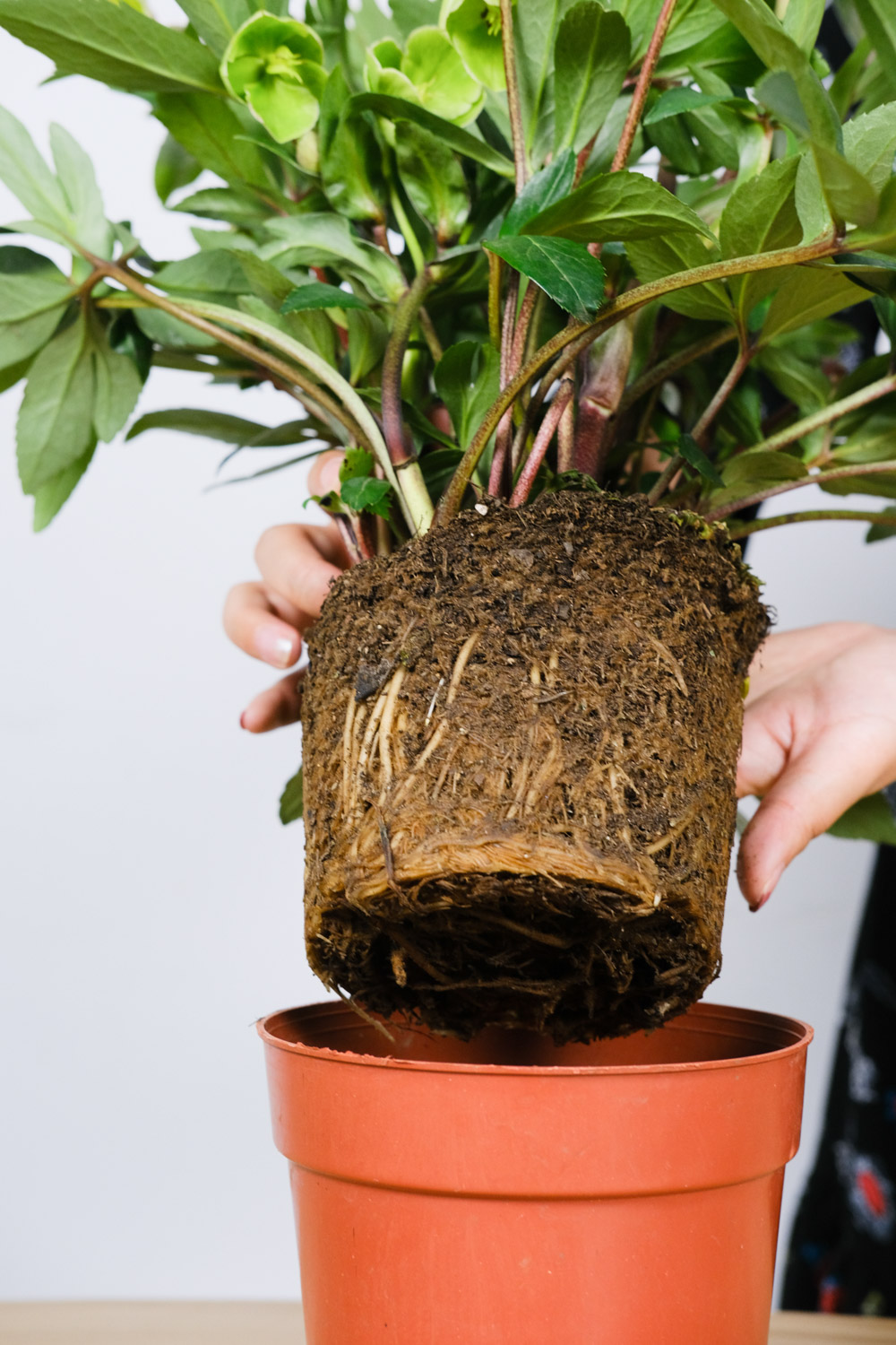 铁筷子的养殖办法和留意事项