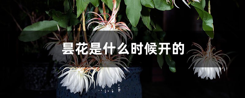 昙花是什么时候开的，如何养才能开花