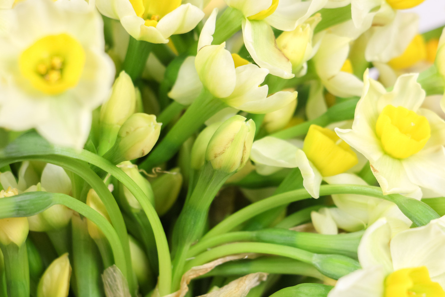 水仙花的繁殖方式有哪几种，哪个繁殖办法比较常用