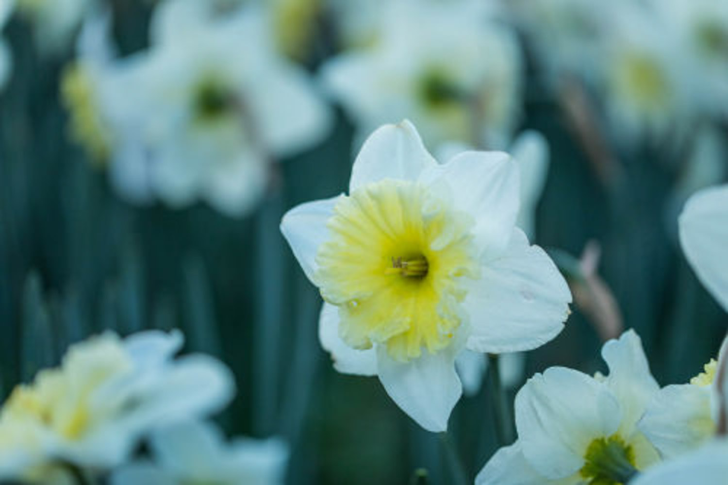水仙花的繁殖方式有哪几种，哪个繁殖办法比较常用