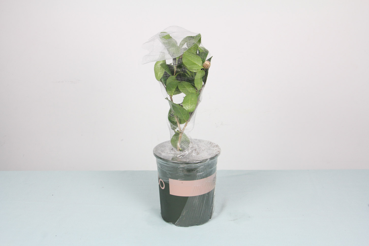 茶花喜欢什么土壤，茶花土壤如何配