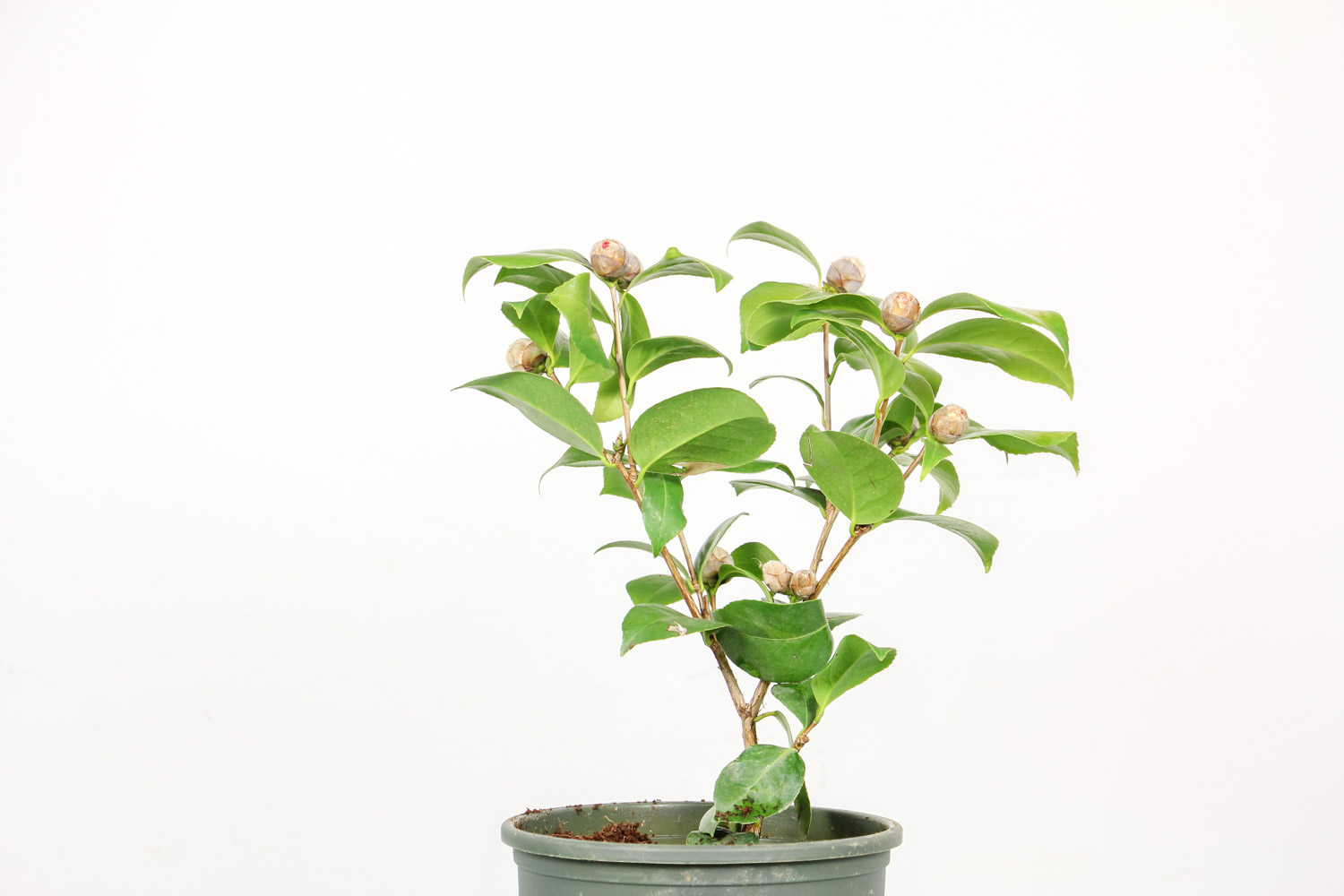 茶花如何养才能长的好，茶花的养殖办法