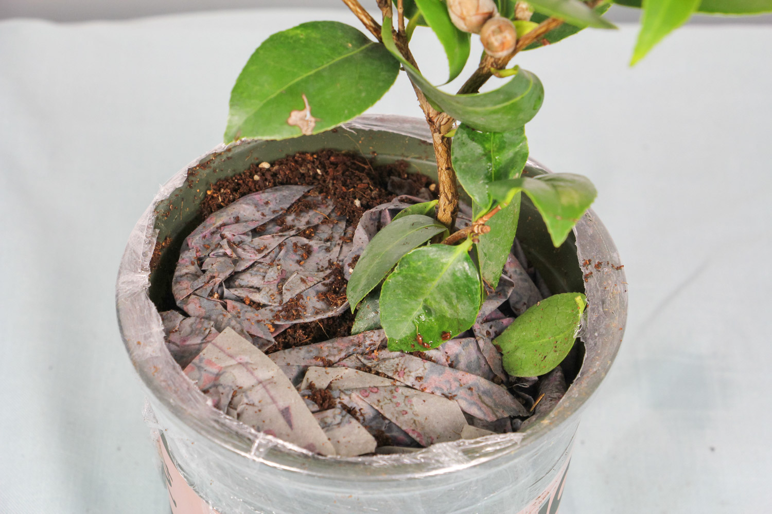 茶花如何养才能长的好，茶花的养殖办法