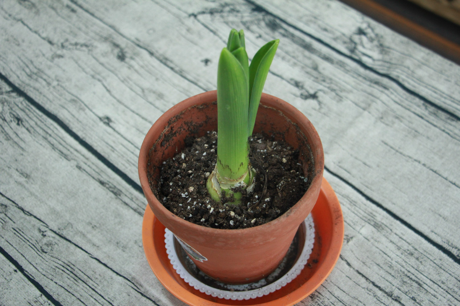 风信子花期多长，花语是什么
