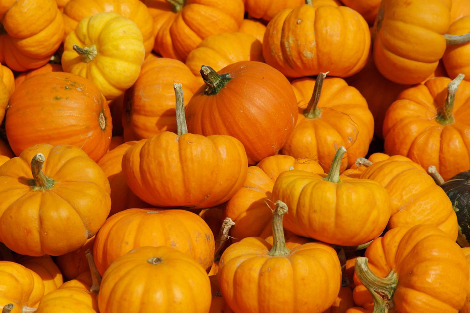 南瓜为何叫南瓜，吃南瓜有什么益处