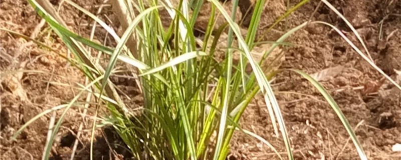 知母的养殖办法和留意事项