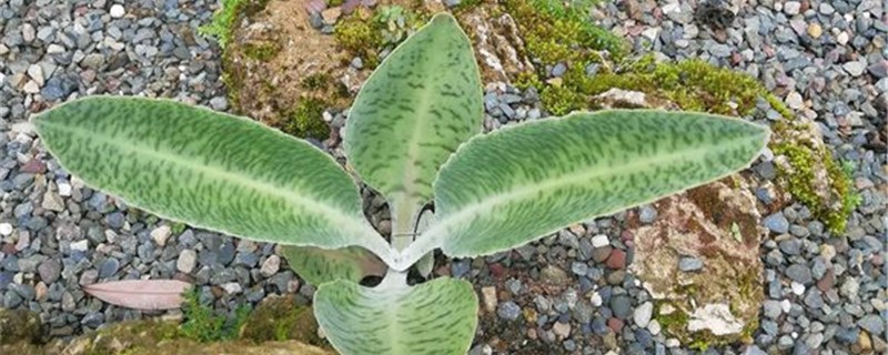 掌上珠的养殖办法和留意事项