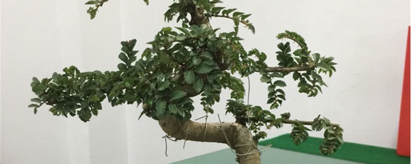 榆钱的养殖办法和留意事项