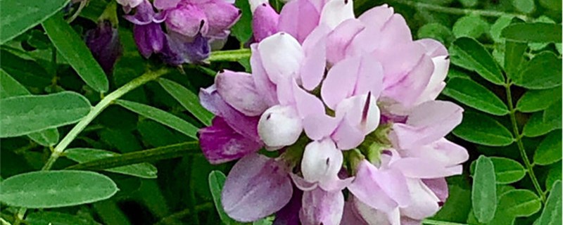 小冠花的养殖办法和留意事项