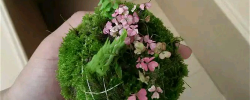 苔玉的养殖办法和留意事项