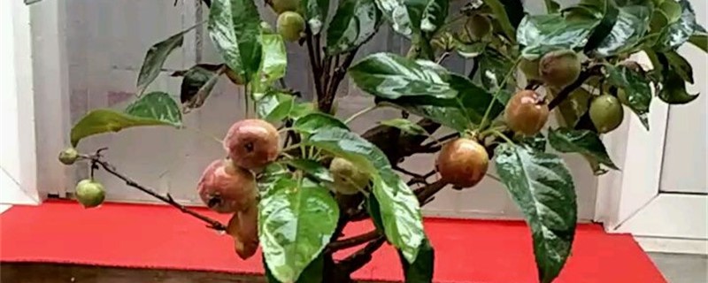 沙果的养殖办法和留意事项