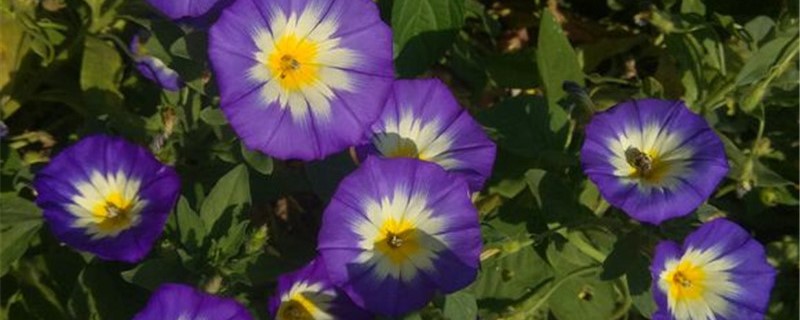 三色旋的养殖办法和留意事项