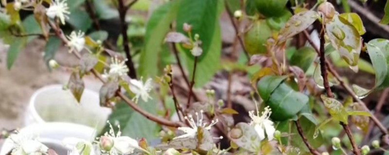 七子花的养殖办法和留意事项