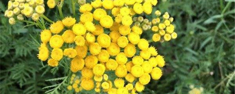 菊蒿的养殖办法和留意事项