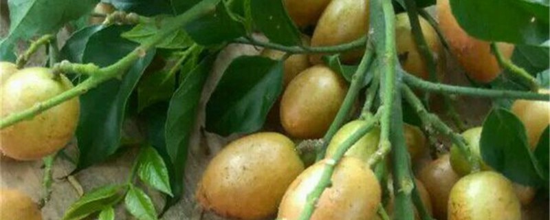 黄皮树的养殖办法和留意事项