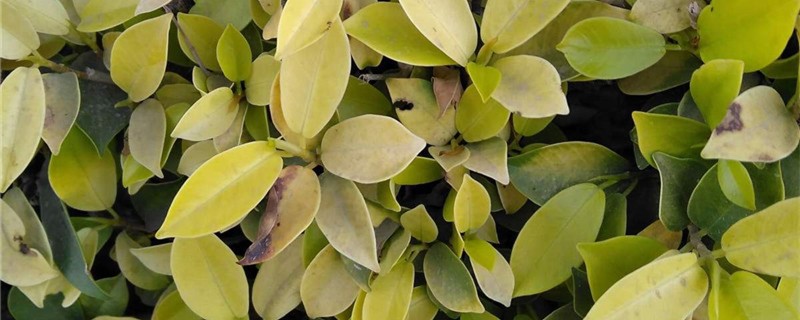 黄金榕的养殖办法和留意事项