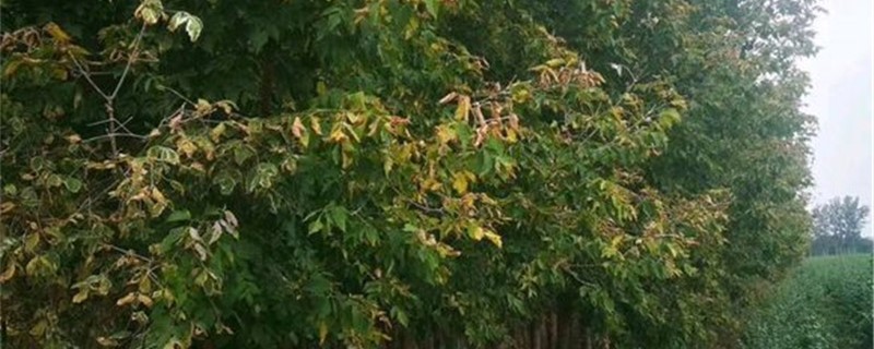 复叶槭的养殖办法和留意事项