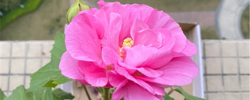 芙蓉的养殖办法和留意事项