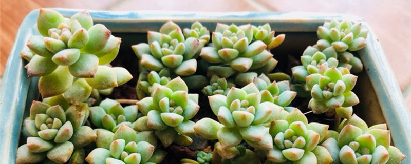 粉蔓的养殖办法和留意事项