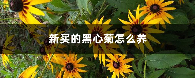 新买的黑心菊如何养