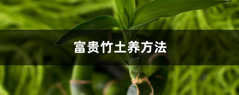 富贵竹能土养吗，如何土养