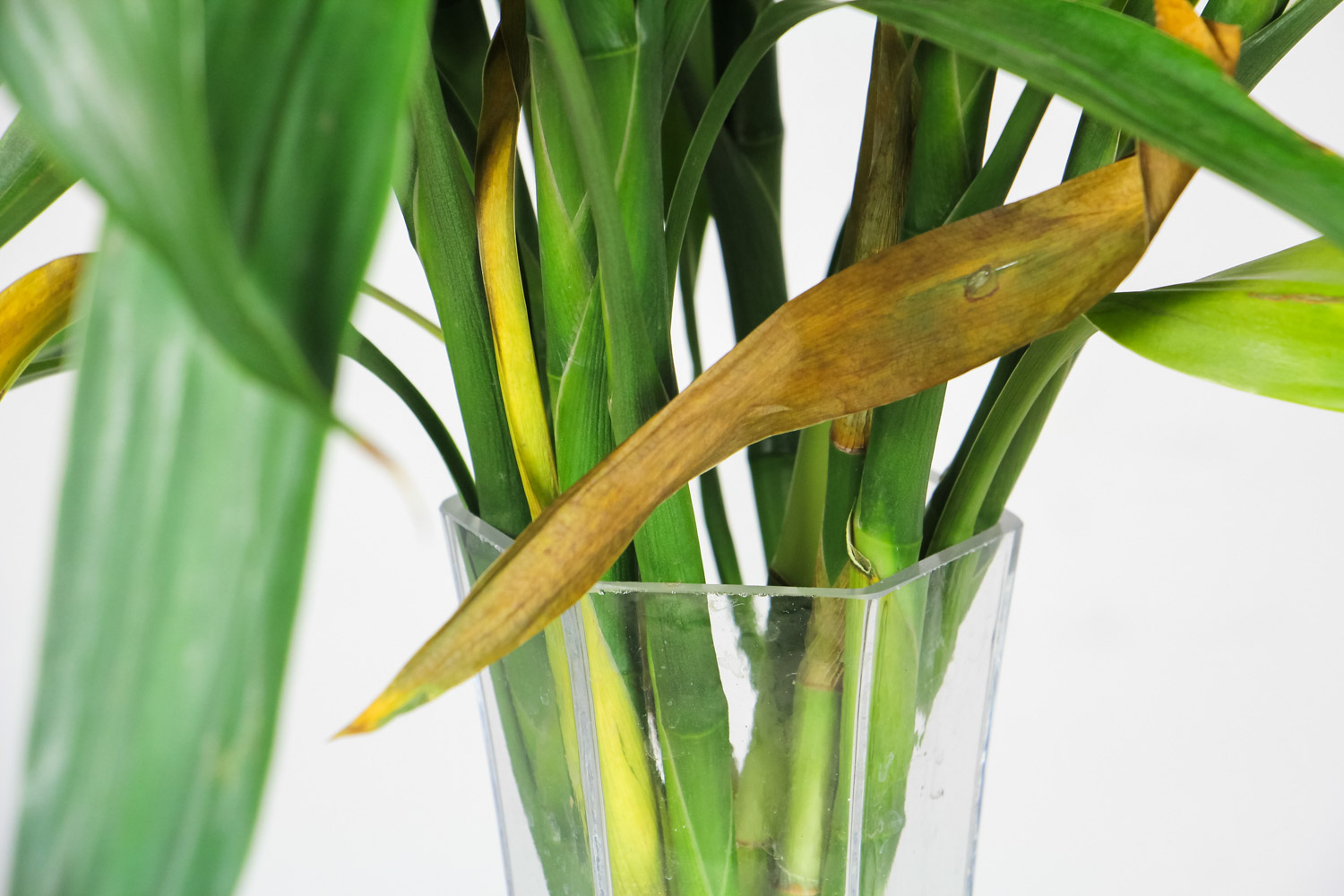 富贵竹能土养吗，如何土养