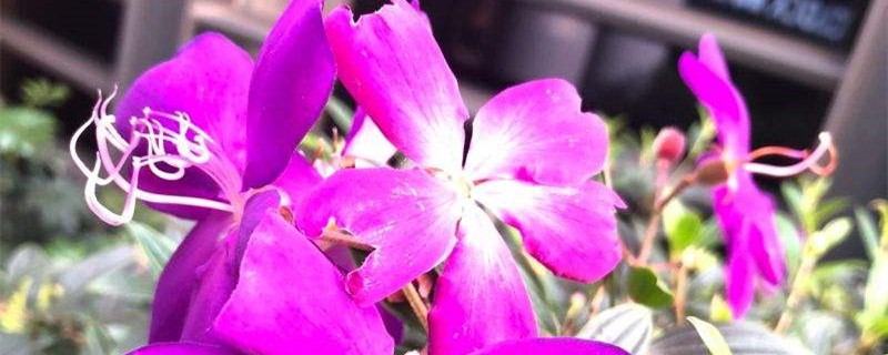 蒂牡花的养殖办法和留意事项